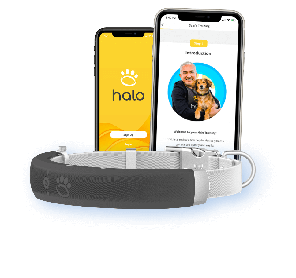 Collar-with-phones-training
