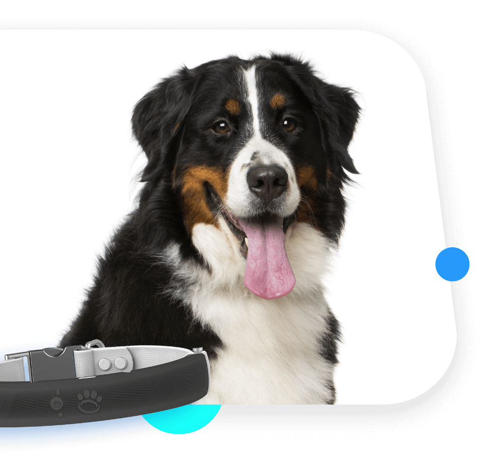 Dog-collar-intro