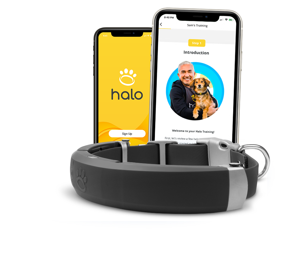 Collar-with-phones-training Collar with Phones