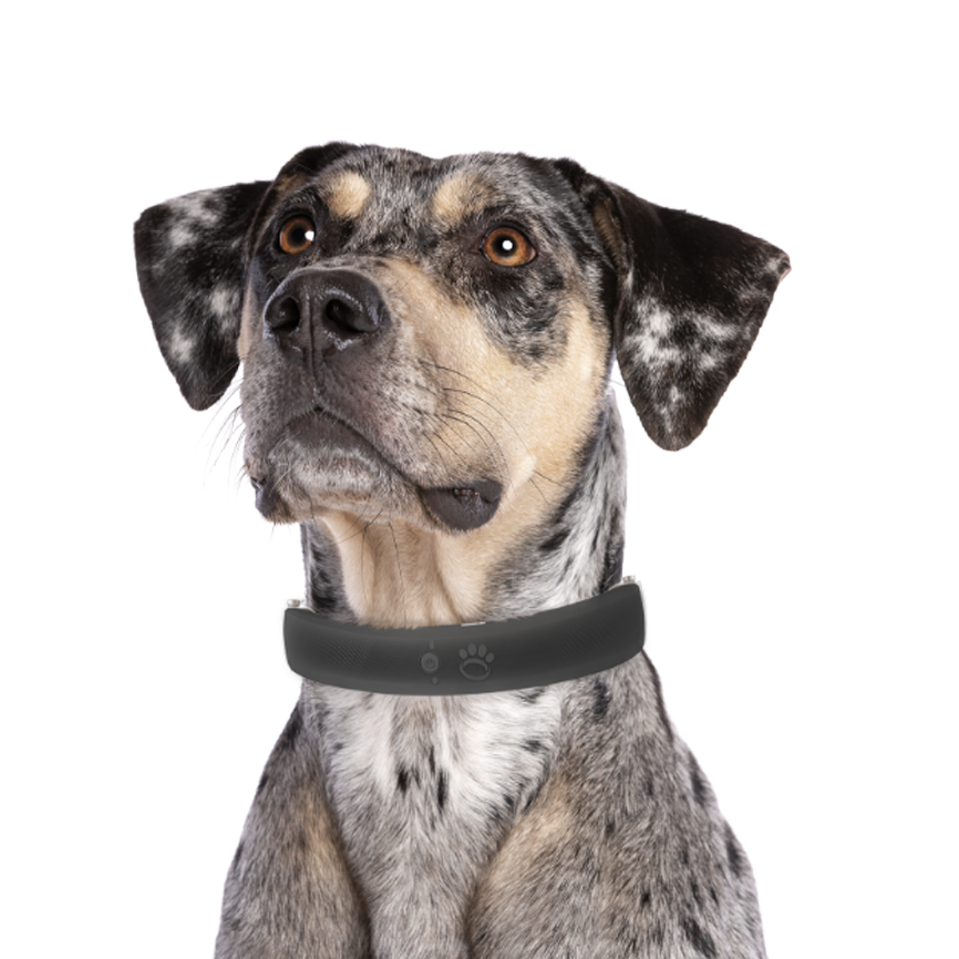 Halo-Spotted-Dog copy