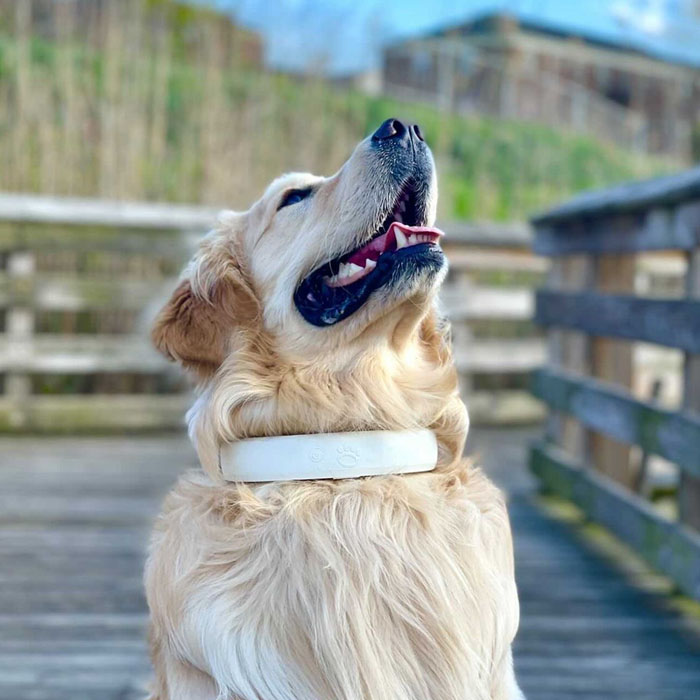 halo collar cesar millan halo collar cesar millan